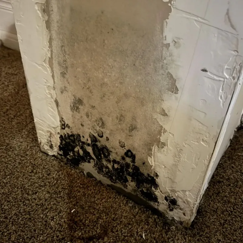 Professional Mold Removal in Wisner, NE